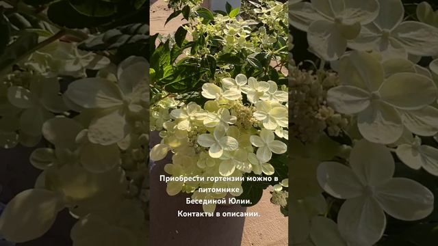 ПИТОМНИК ГОРТЕНЗИЙ БЕСЕДИНОЙ ЮЛИИ по вопросам приобретения
