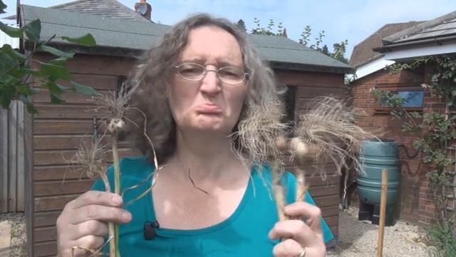 Harvesting Garlic - Titli's Busy Garden 2014 Week 30