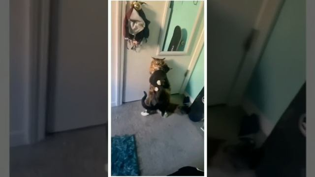 Вот такая любовь!♥️😻