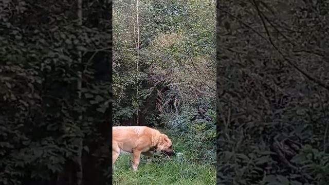 Наши сказки)