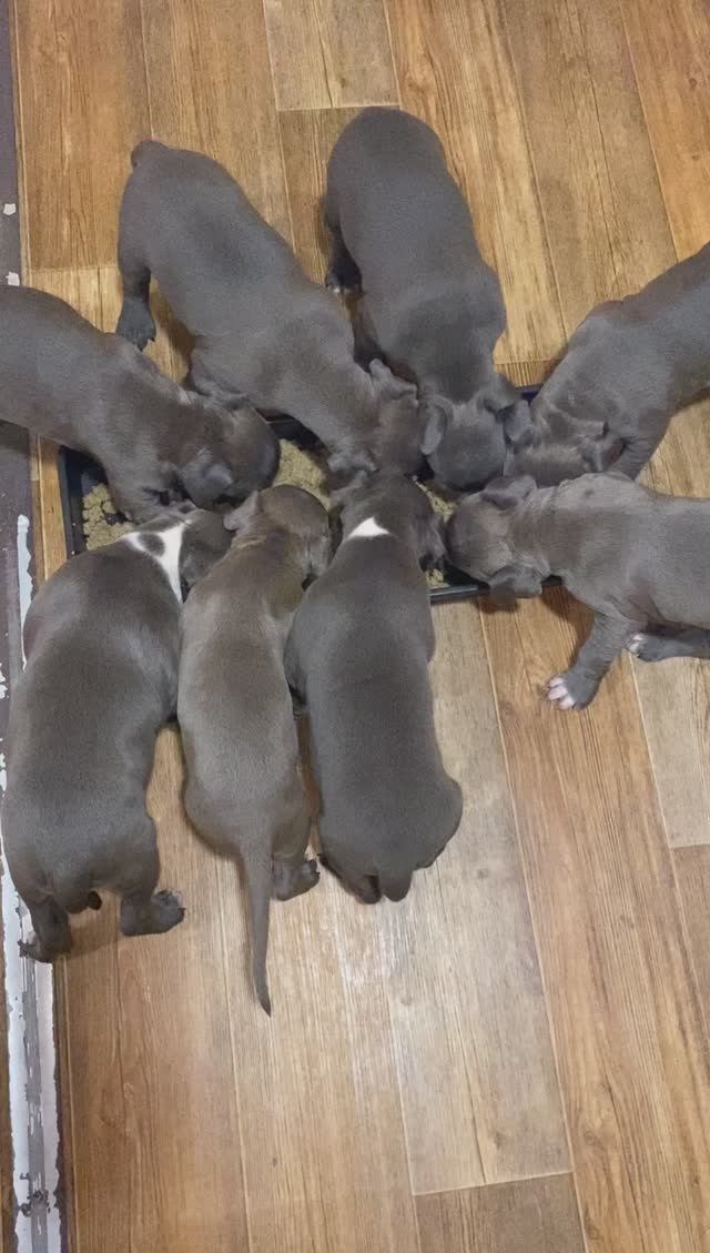 ❤️ОБЖОРКИ❤️ #amstaff #американскийстаффордширскийтерьер #питомник