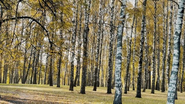 ЗОЛОТАЯ ОСЕНЬ |ПРОГУЛКА ПО ОСЕННЕМУ ЛЕСУ