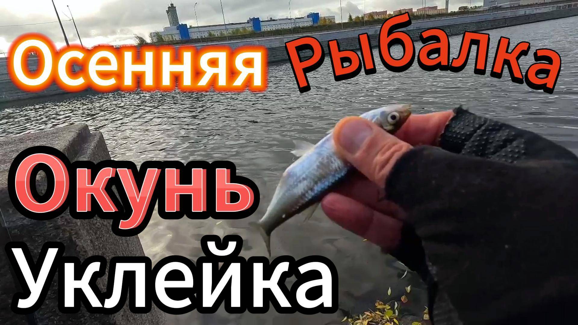 ОСЕННЯЯ РЫБАЛКА НА ОКУНЯ УКЛЕЙКУ НА ДРОП ШОТ