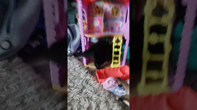 это мой котёнок шоколадка мы её сегодня отдали😭😭😭😭