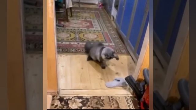 Бой с тапком😂😻