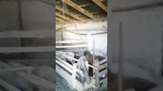 Откорм  крс и мрс