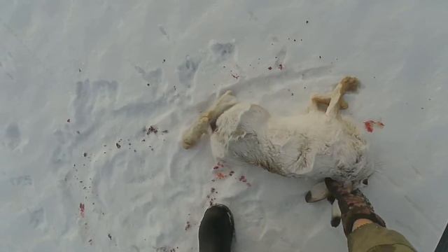 Охота на зайца.  Охотники погоду не выбирают.