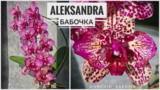 Phal. Aleksandra 8 🦋 (Голландия) | Яркая голландская орхидея бабочка Александра 8 | Обзор