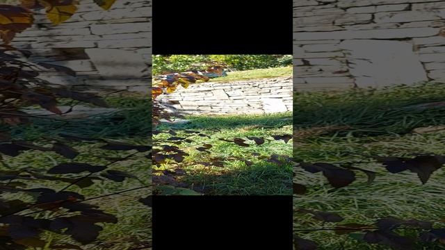 Парк Дружбы народов. Ульяновск.mp4