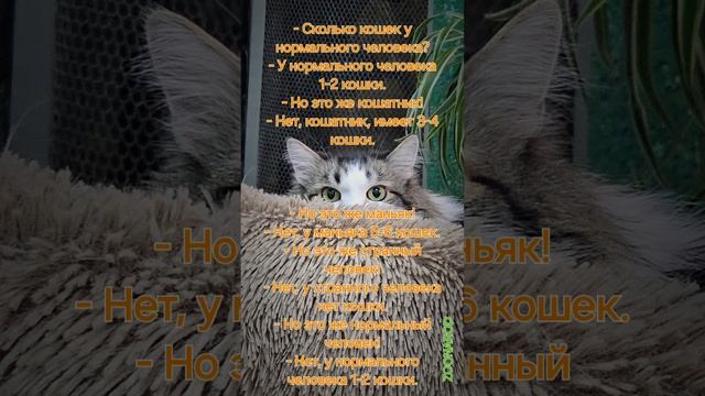 Сколько кошек должно быть?