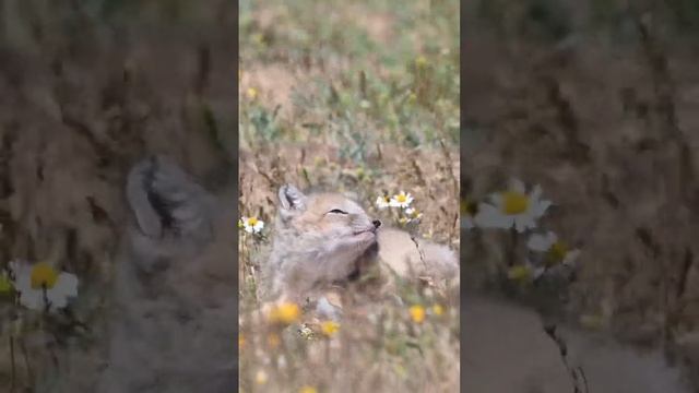 Корсаки и лисы чешутся / Corsacs and foxes are itching #corsac #wildlife #fox #корсак #лиса