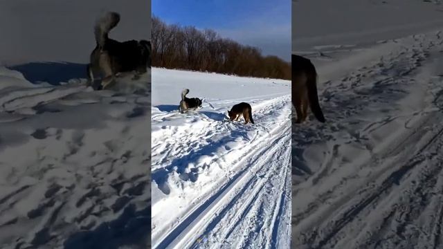 Слушать не особо хотят | Тайсон | Шепски (метис хаски) | 21 месяц 18.02.2023