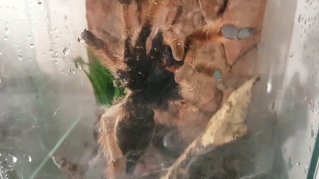 Tarantula Grooming !! Panama Blond (Psalmopoeus Pulcher)