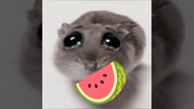 э я хомячок