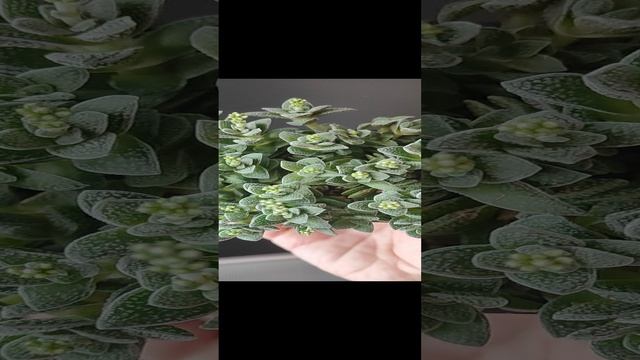 VID_20241013_131358