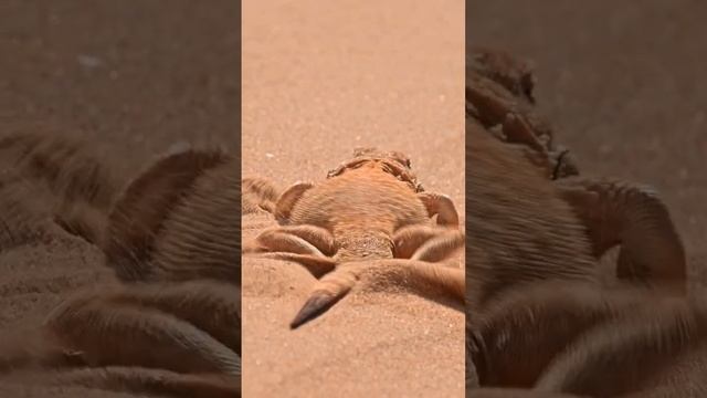 Видели, как закапывается пустынная ящерица круглоголовка при  опасности? #wildlife #круглоголовка