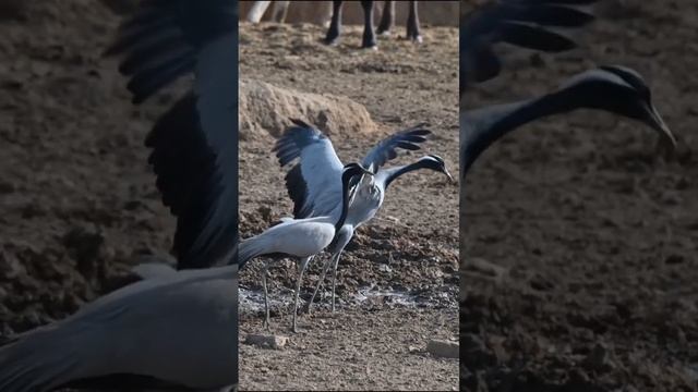 Журавль-красавка // Demoiselle crane