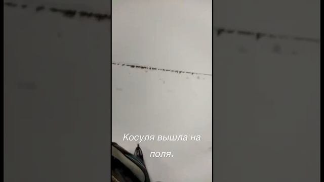 Тысячи косуль вышли на поля