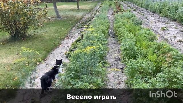 песня школа котов задом наперед