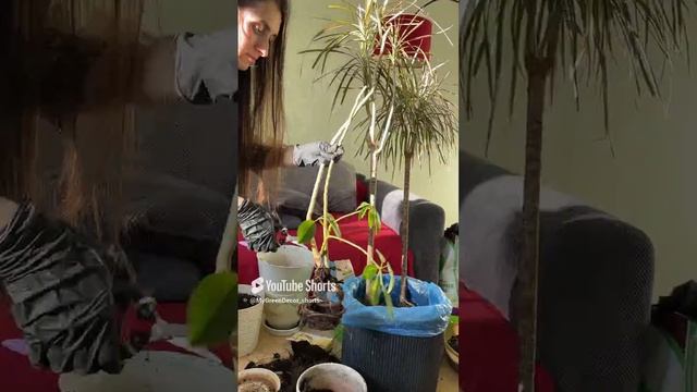 Когда требуется омоложение растениям_ часть 1 #уходзарастениями #комнатныерастения #озеленение
