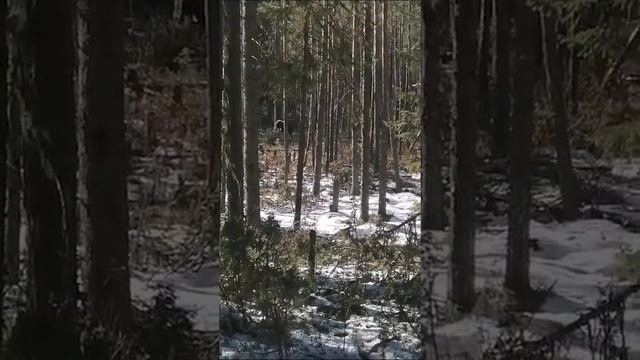 Медведей много в лесу
