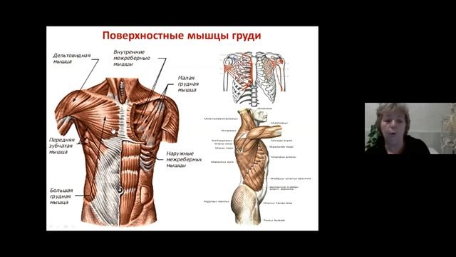 1. Лекция. Мышцы туловища и шеи