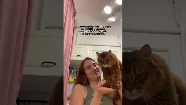 Моя сомалийская красотка  Масе уже 10 лет в сентябре #cat