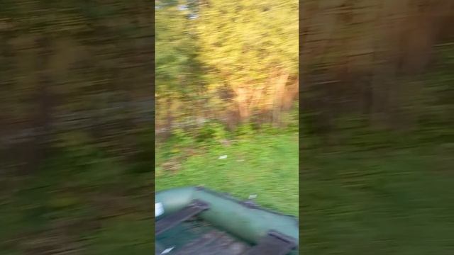 путешествие, река протва, с двумя котятами на хендай старекс