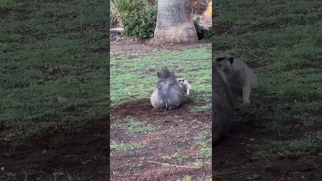 Тимон и Пумба в реальной жизни 😁