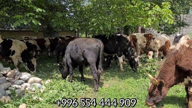 Сибирден БУКАЛАР келди 🐃 Это багыттуу ПОРОДАЛАР ОПТОМ чыкты 👍 Отуз-Адыр