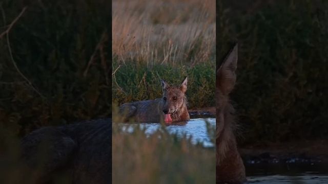 История волчонка | The wolf cub story #волк #волчонок #wolf #wildlife