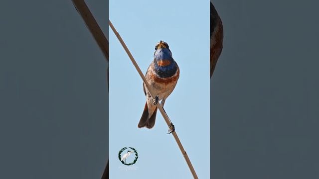 Варакушка | Bluethroat #wildlife #варакушка #дикая природа #весна #животные