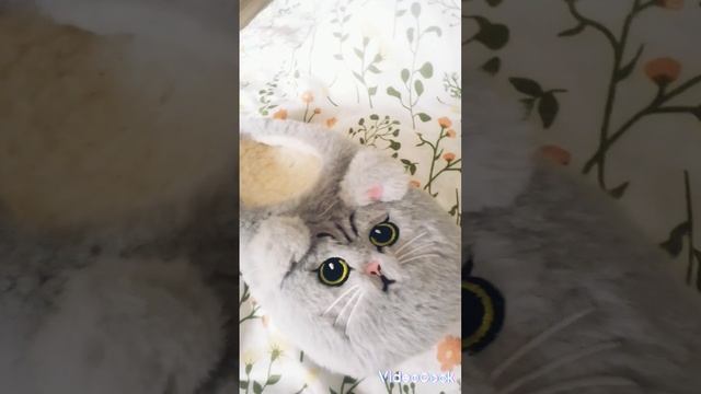 тапка котик