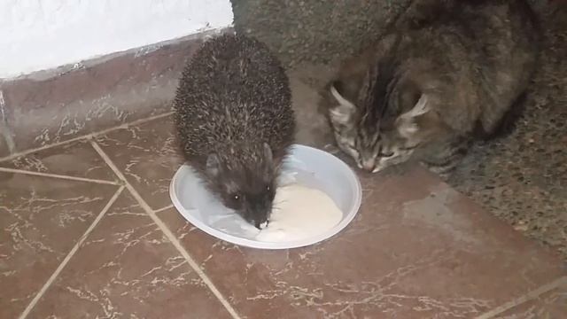 Наглые коты!