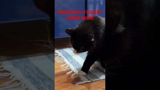 Воспитанная малышка Бусинка!🐈