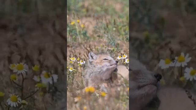 Корсачата // Corsac fox cubs