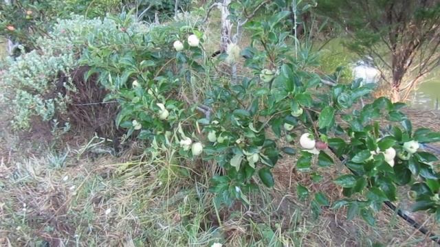 Espaliered Apple Trees