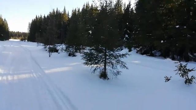 Счастливый пес. Гуляем в лесу с Тайсоном | Шепски (метис хаски)