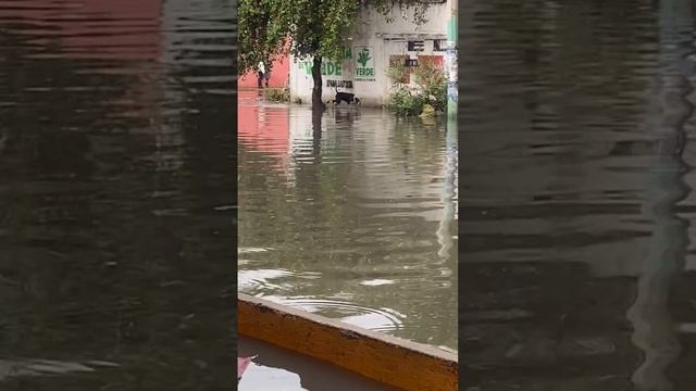 Затопленные улицы. Маленькие собачьи радости.