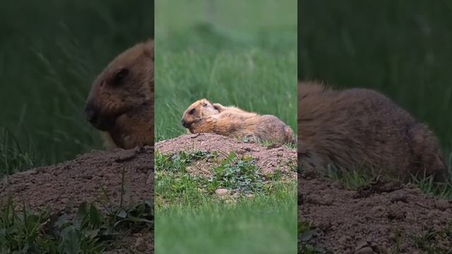 Сурки целуются | Marmot kiss #wildlife #сурок #байбак #Marmot #marmotabobak #Ростовскаяобласть