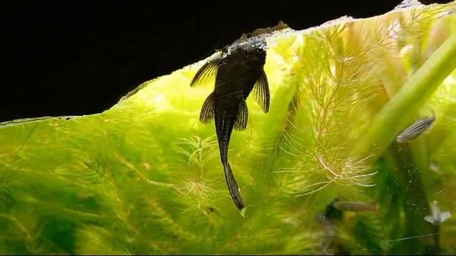 VID-20241005-WA0044.mp4