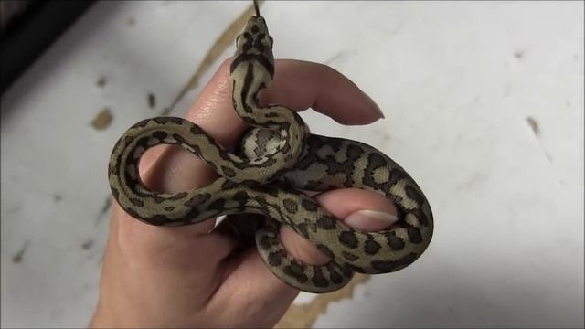 Baby Jungle Jaguar Carpet Pythons