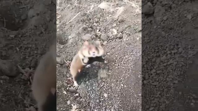 Кунг-фу хомяк 🐹
.mp4