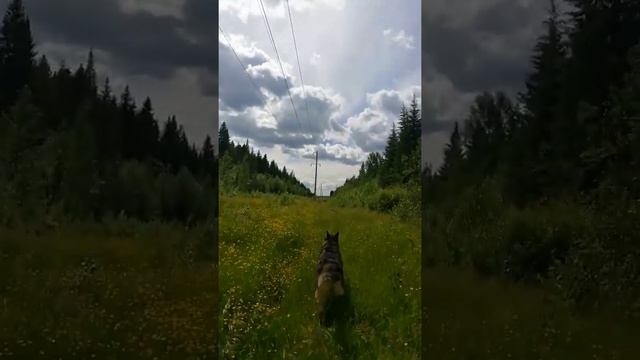 Гуляем в лесу с Тайсоном | Шепски (метис хаски)