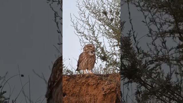 Сыч кричит в сумерках // Little owl voice at the end of the day