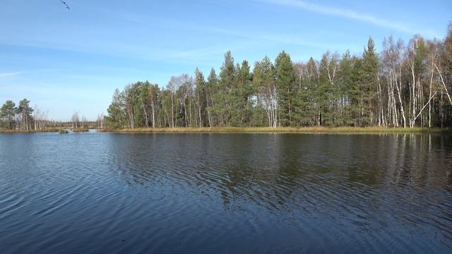 Прогулка в лесу