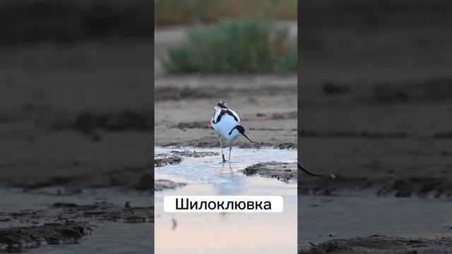 Кого можно встретить в заповеднике Чёрные земли?