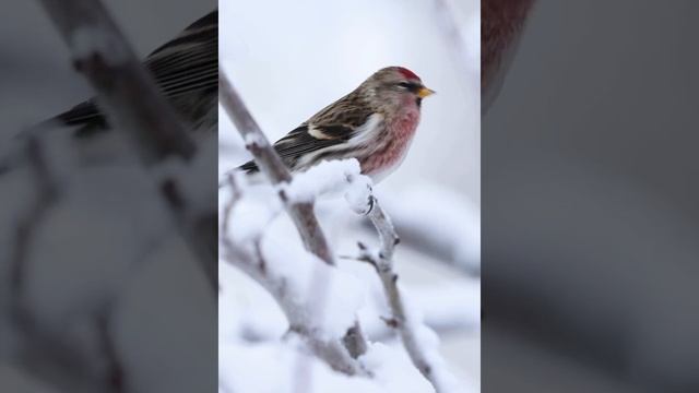 первый снег❄️🐦⬛