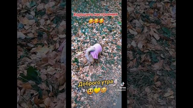 С Добрым утром чихуахуа Гера ❤🐶 любимые_питомцы