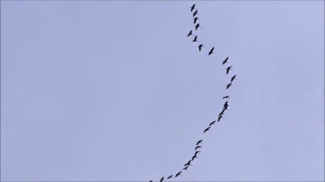 Журавли улетают